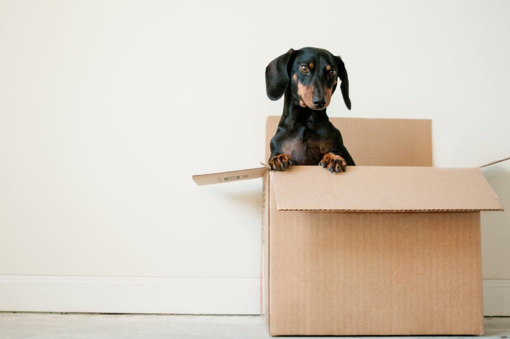 Petit chien dans un carton de déménagement