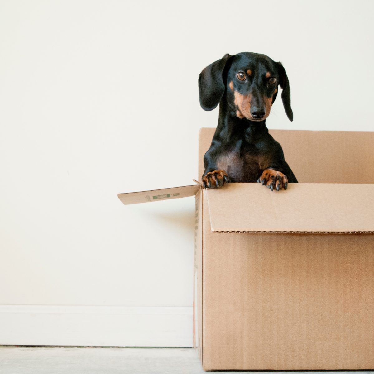 Petit chien dans un carton de déménagement